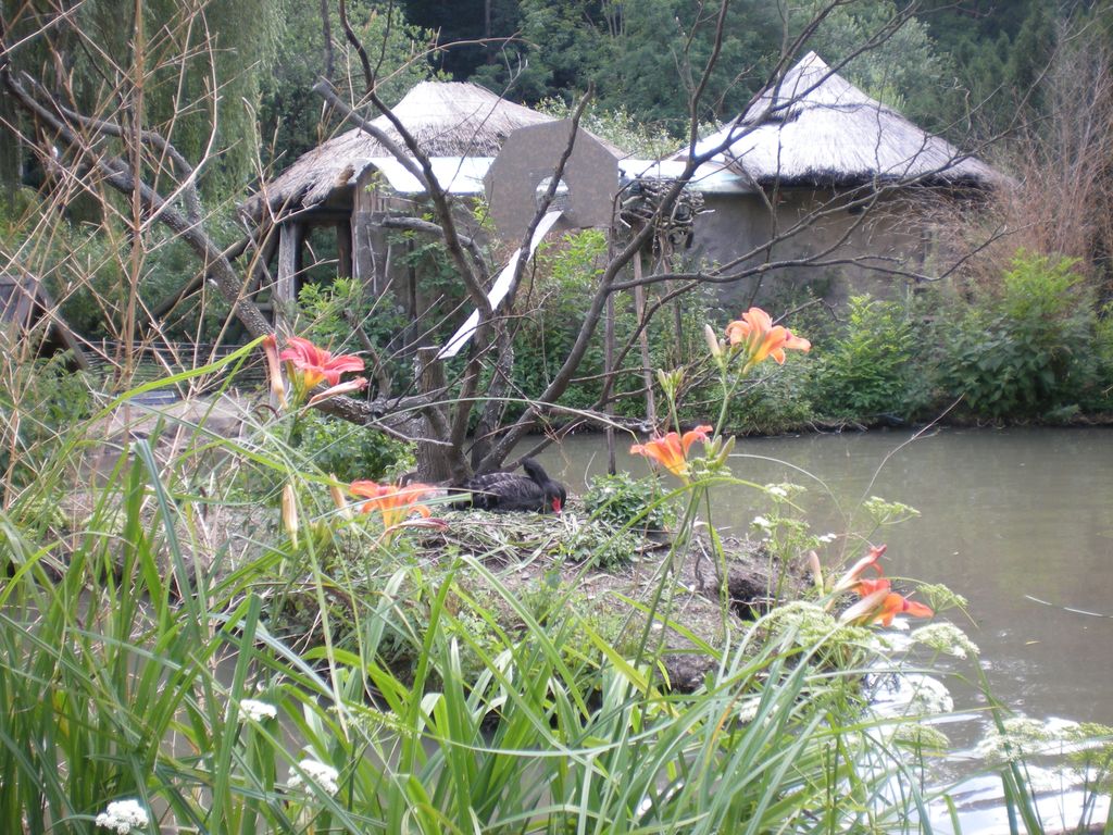 DSCN3136