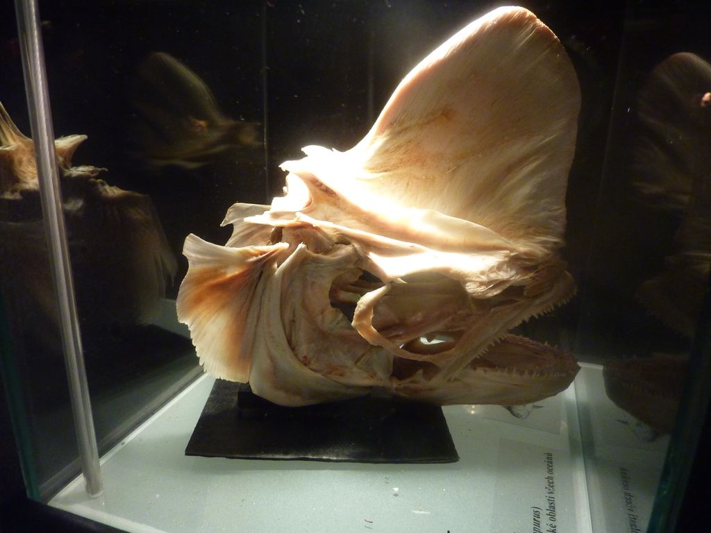 P1130669