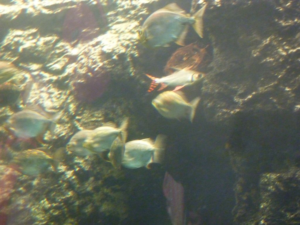 P1130678